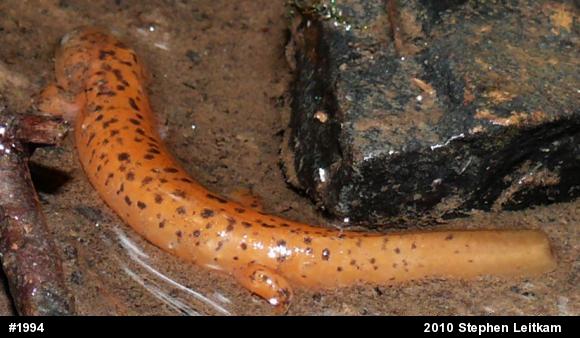 Northern Red Salamander