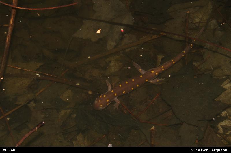 Spotted Salamander