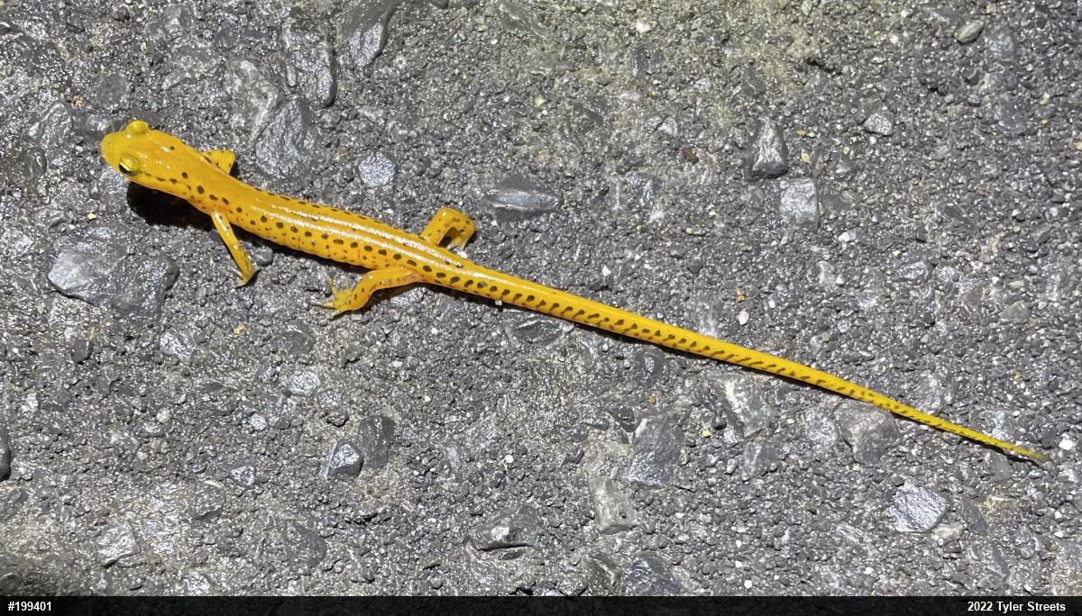 Eastern Long-tailed Salamander