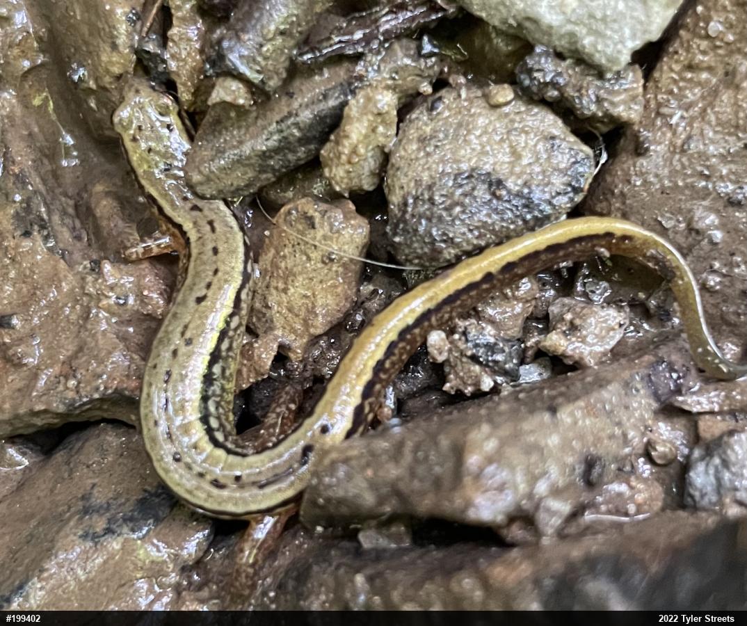 Northern Two-lined Salamander
