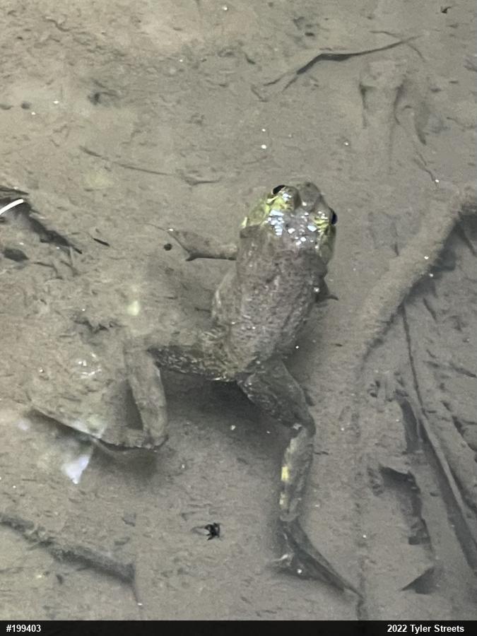 American Bullfrog