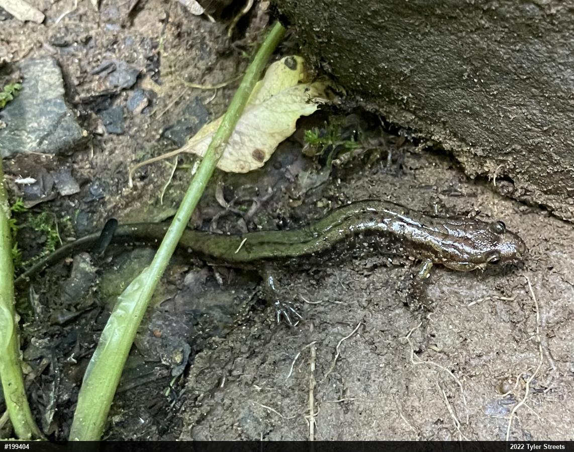 Allegheny Mountain Dusky Salamander