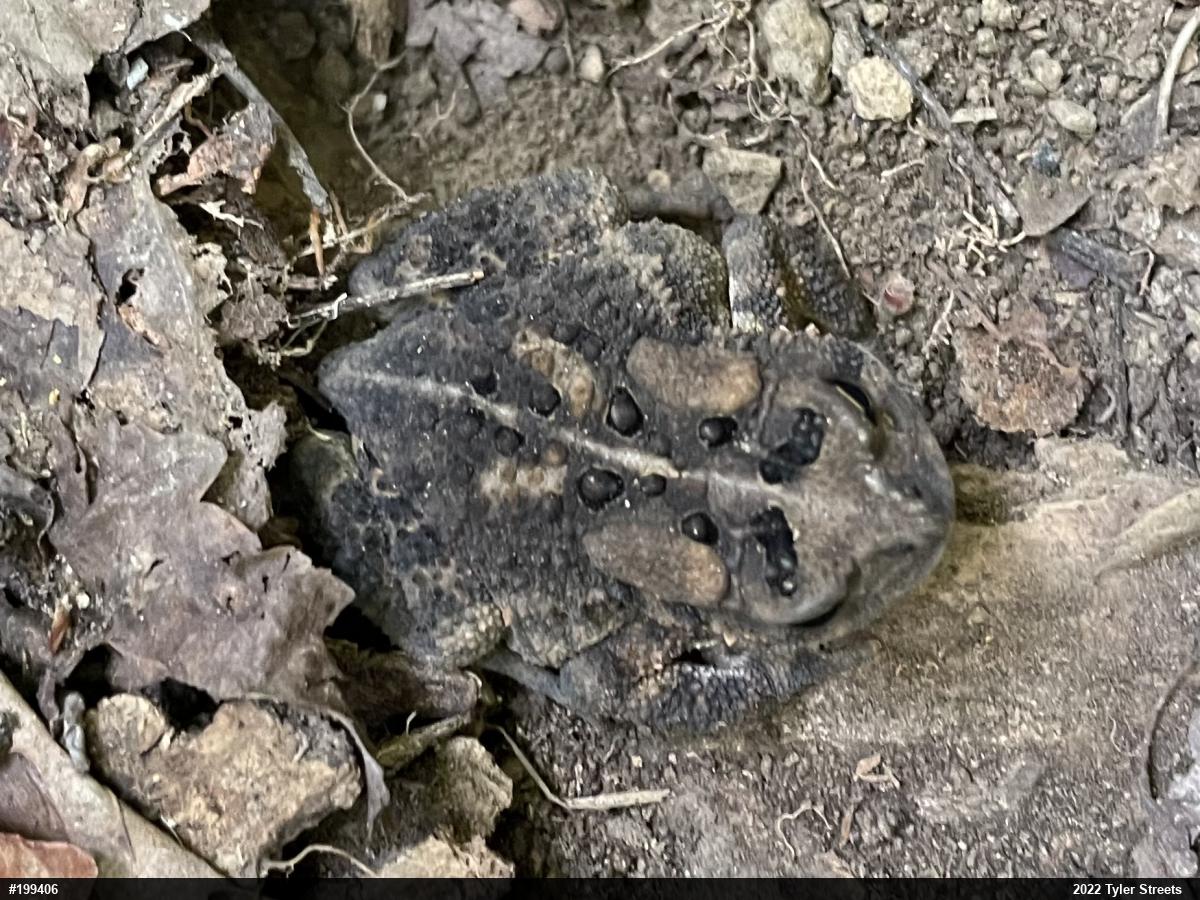 Eastern American Toad