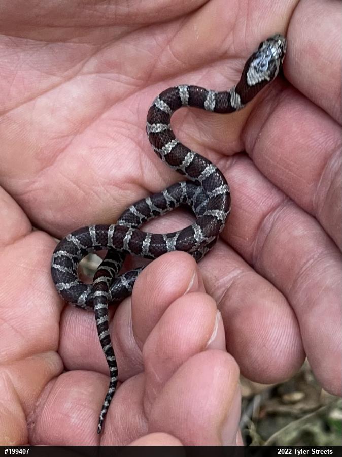 Eastern Milksnake