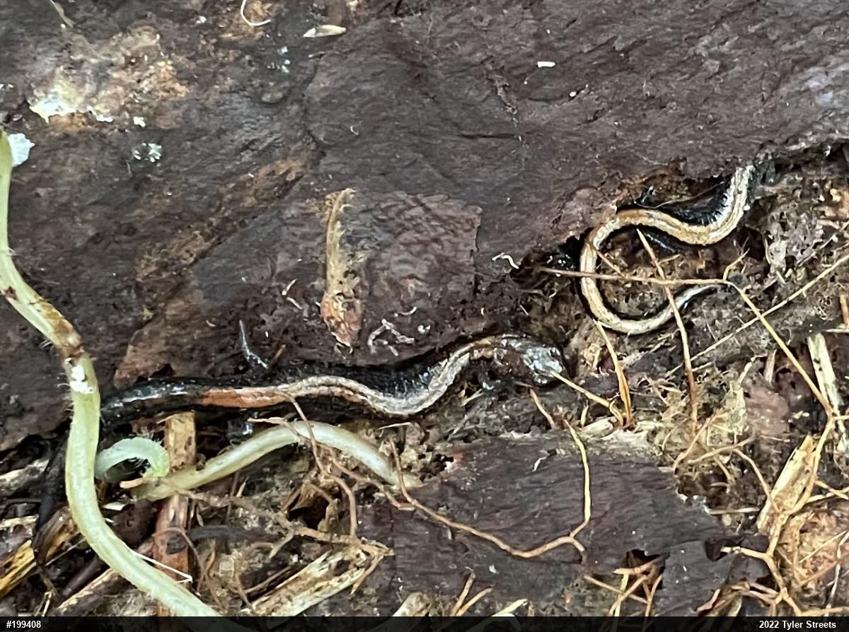 Eastern Red-backed  Salamander