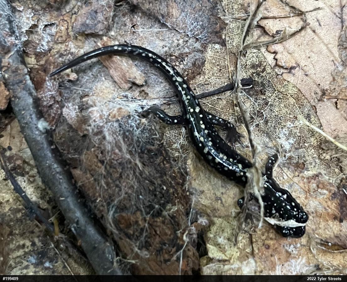 Northern Slimy Salamander