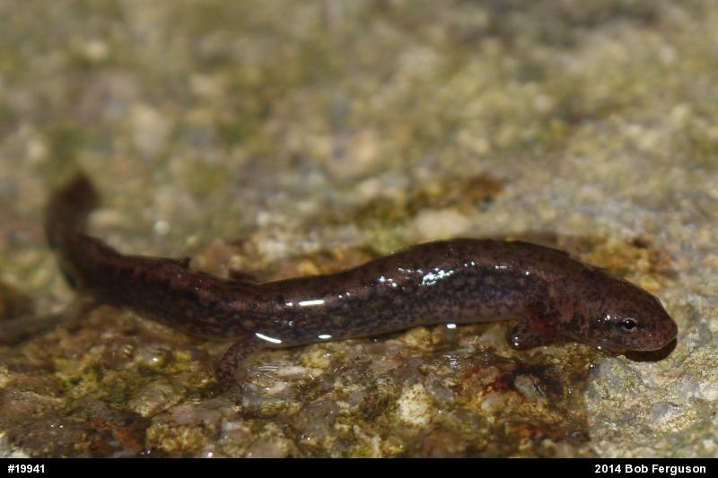 Northern Two-lined Salamander