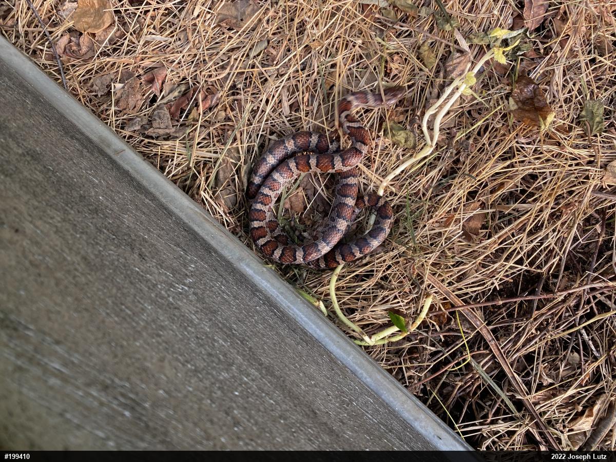 Eastern Milksnake