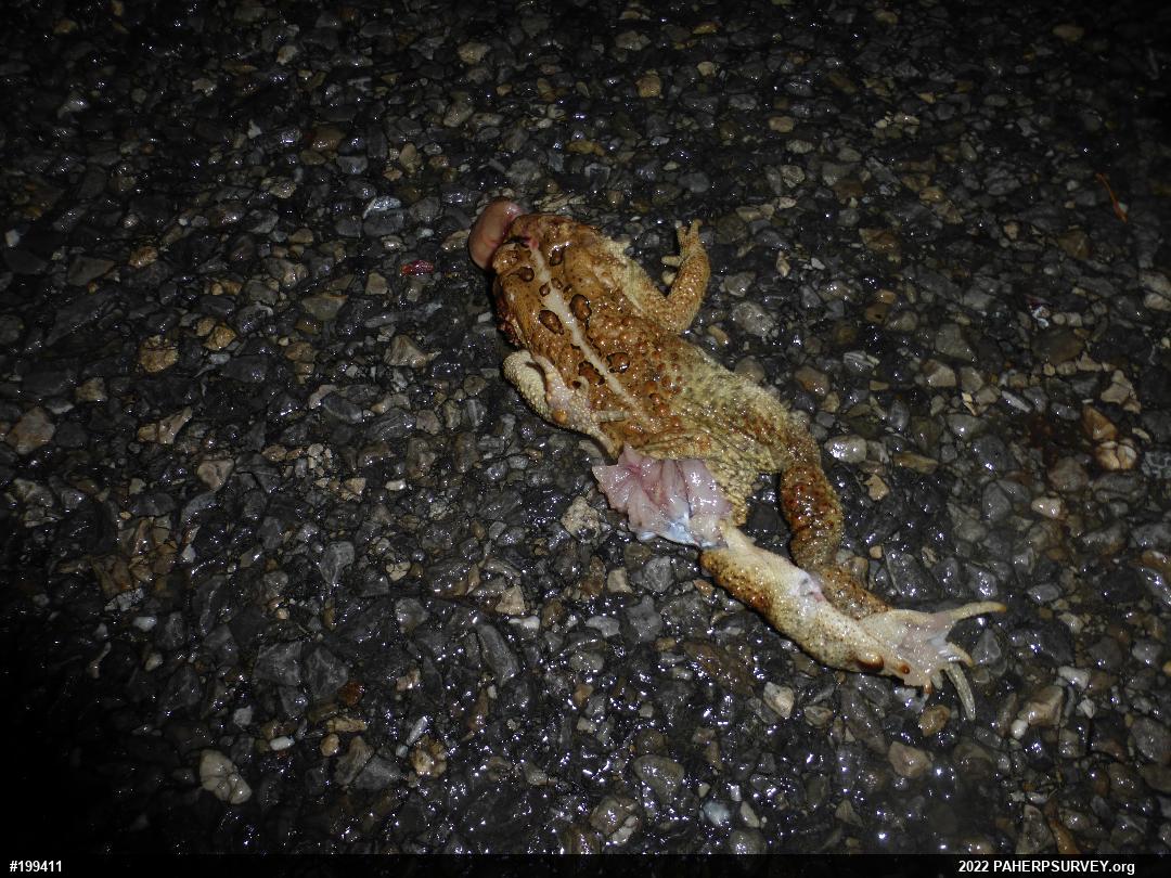 Eastern American Toad