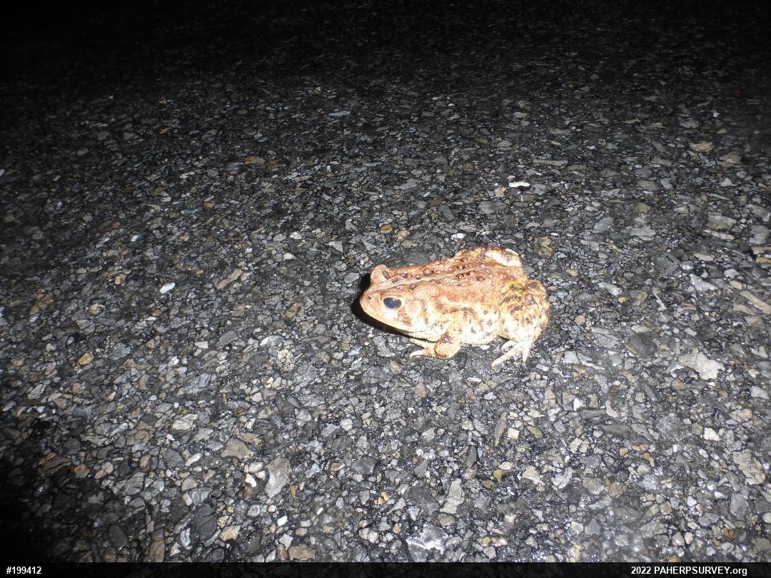 Eastern American Toad