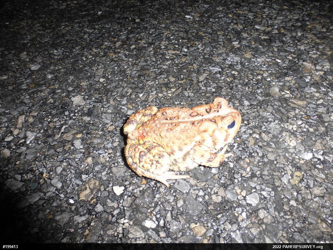 Eastern American Toad