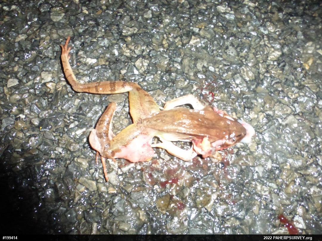 Wood Frog