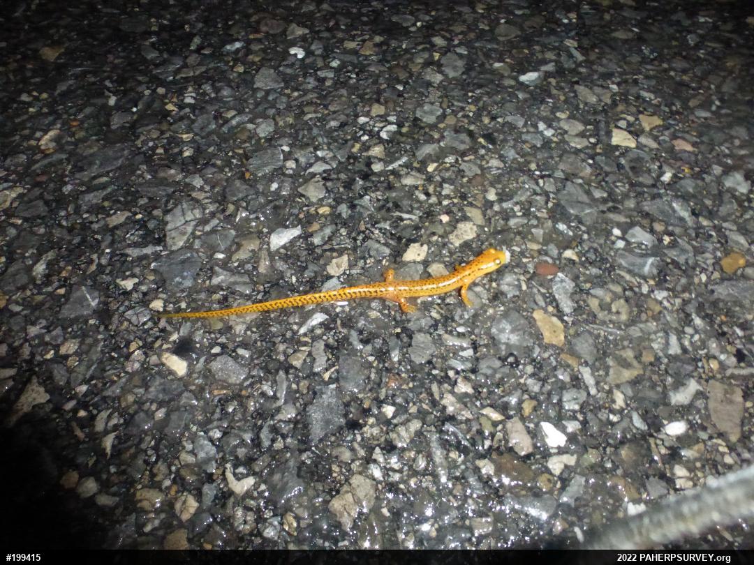 Eastern Long-tailed Salamander