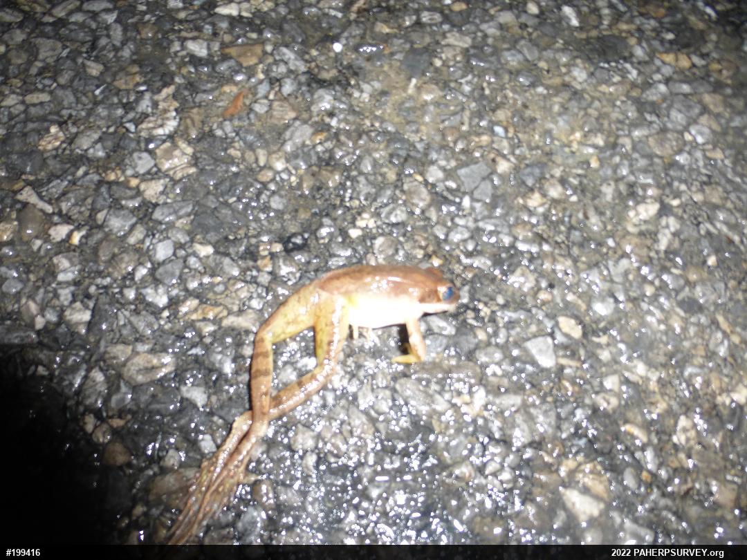 Wood Frog