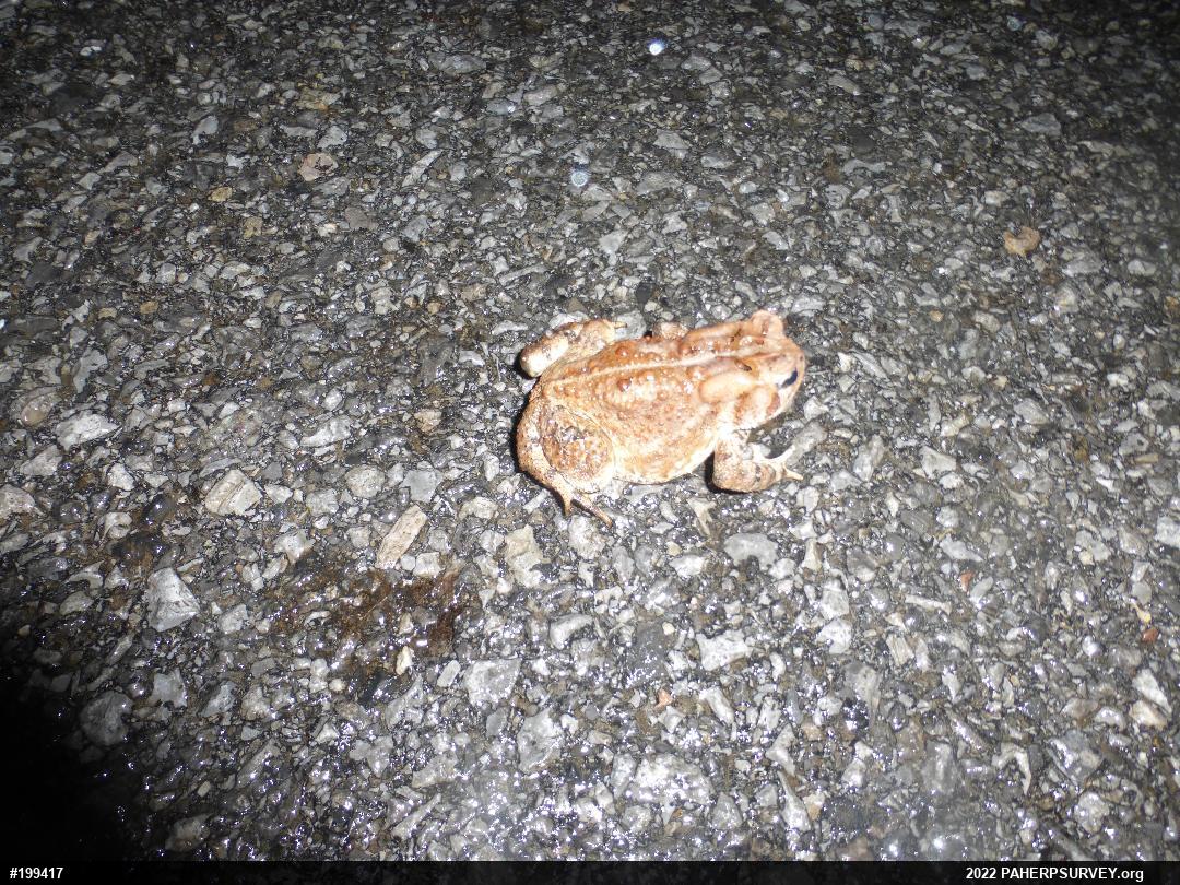 Eastern American Toad