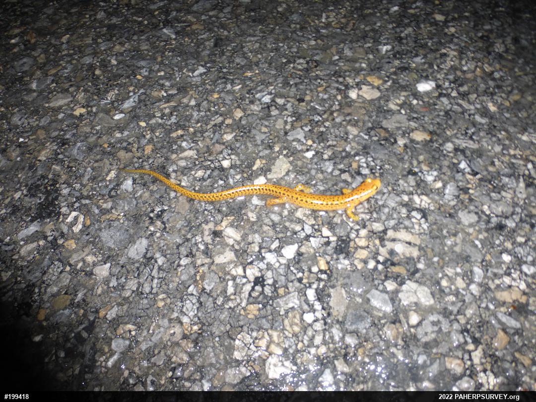 Eastern Long-tailed Salamander