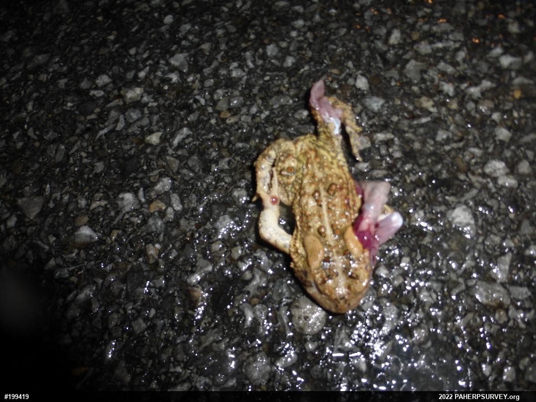 Eastern American Toad