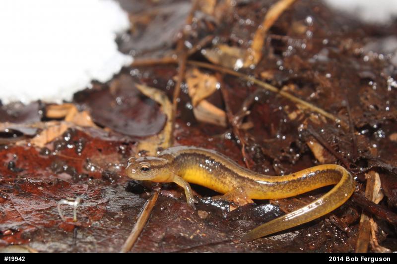 Northern Two-lined Salamander