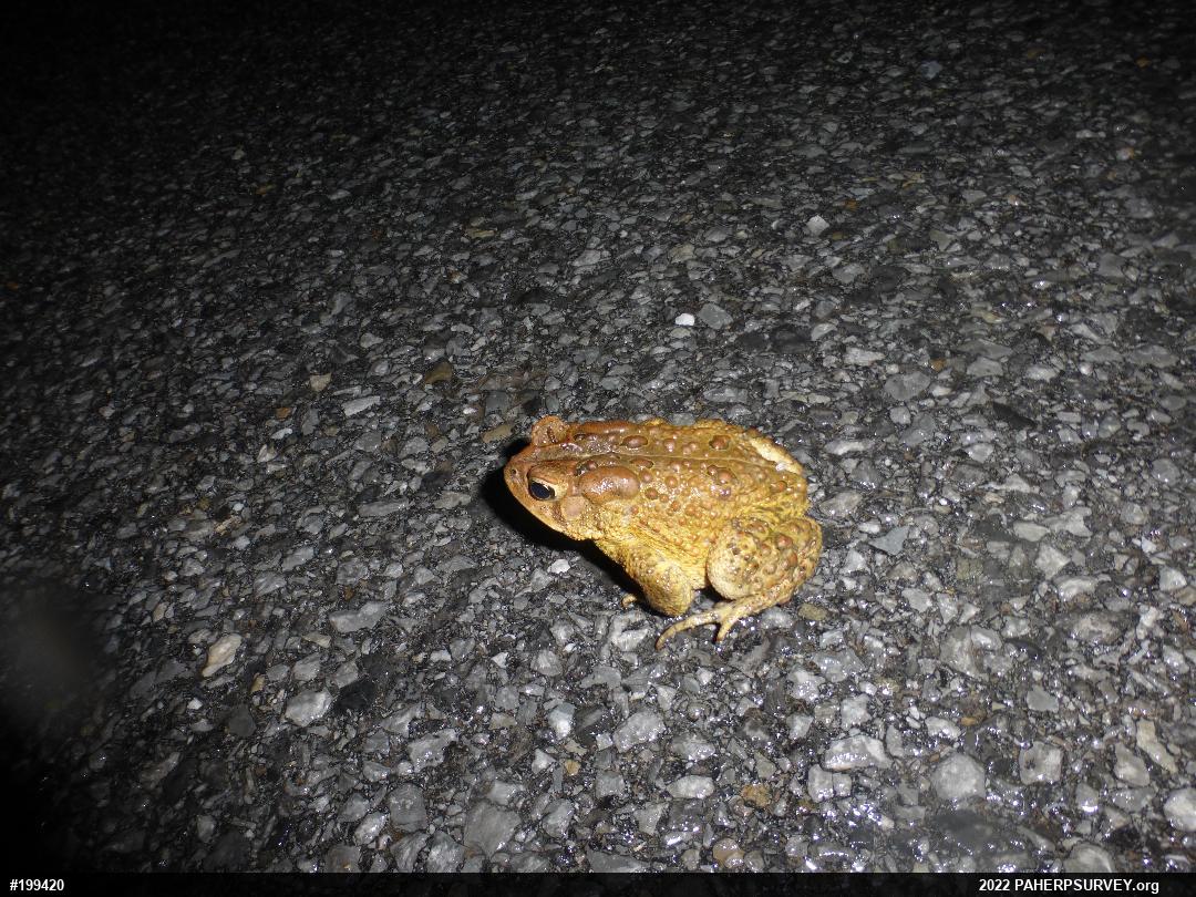 Eastern American Toad