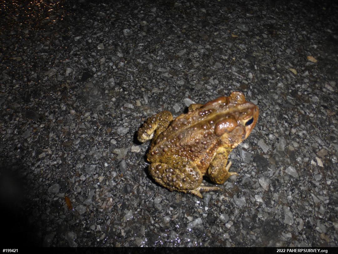 Eastern American Toad