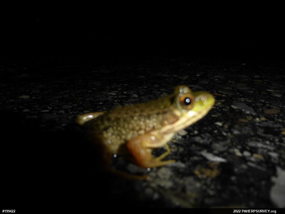 Green Frog