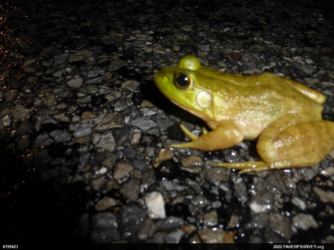 American Bullfrog
