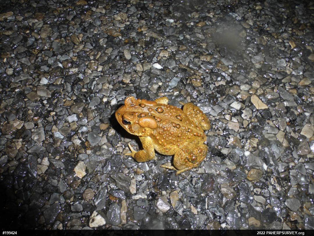 Eastern American Toad