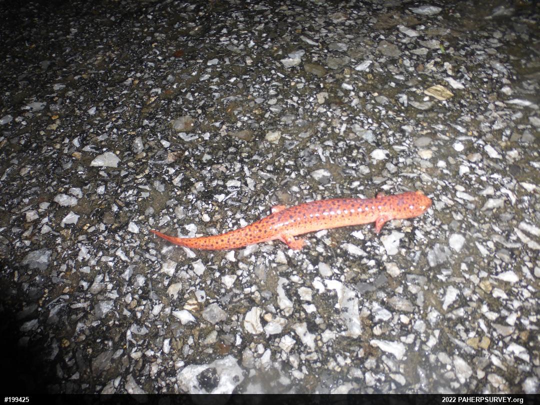 Northern Red Salamander