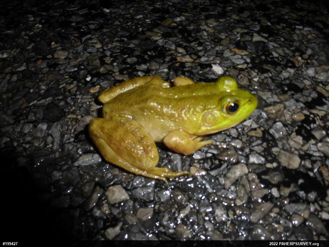 American Bullfrog