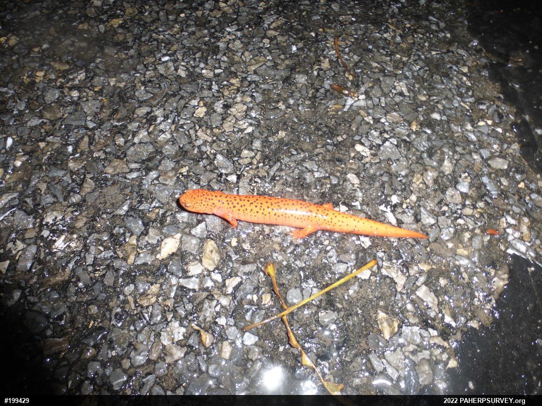 Northern Red Salamander