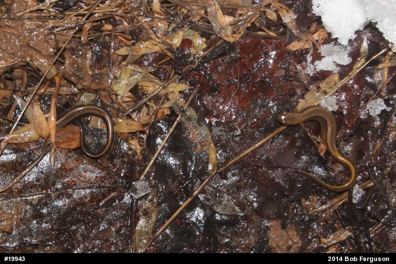 Northern Two-lined Salamander