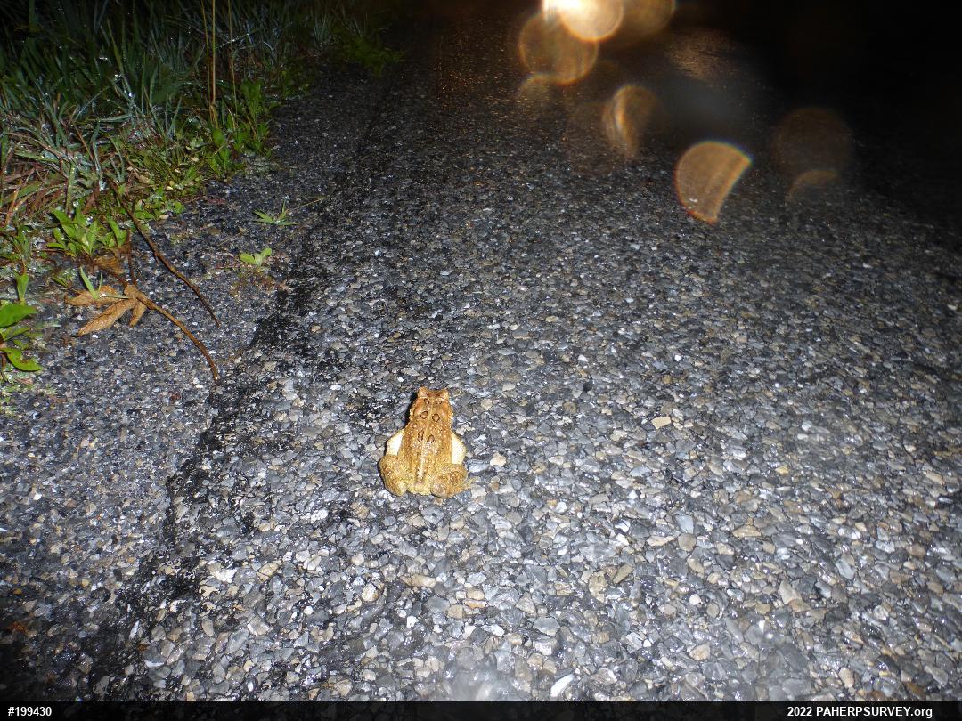 Eastern American Toad