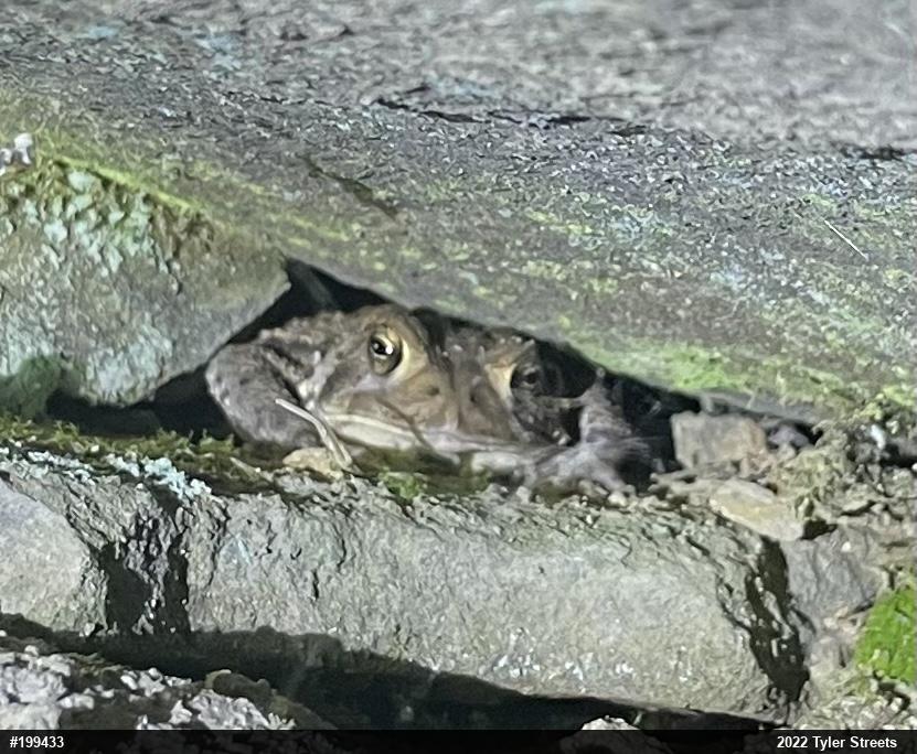 Eastern American Toad