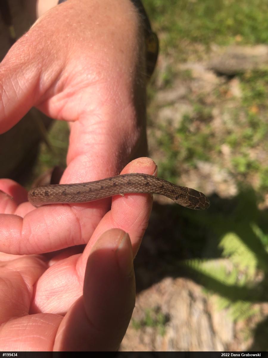 Dekay's Brownsnake