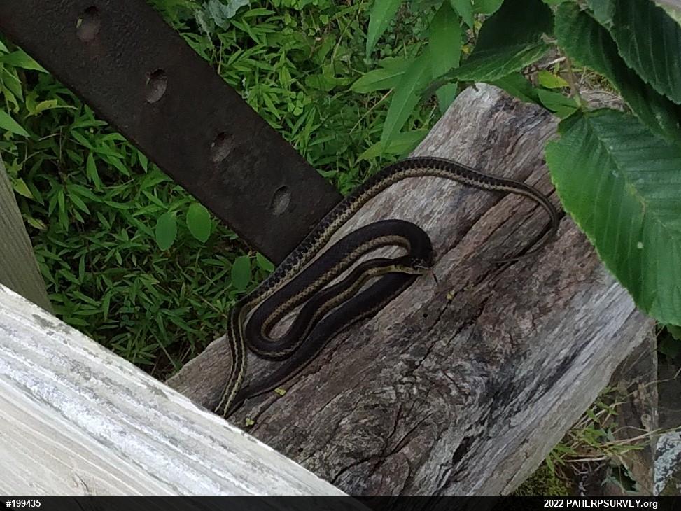 Eastern Gartersnake