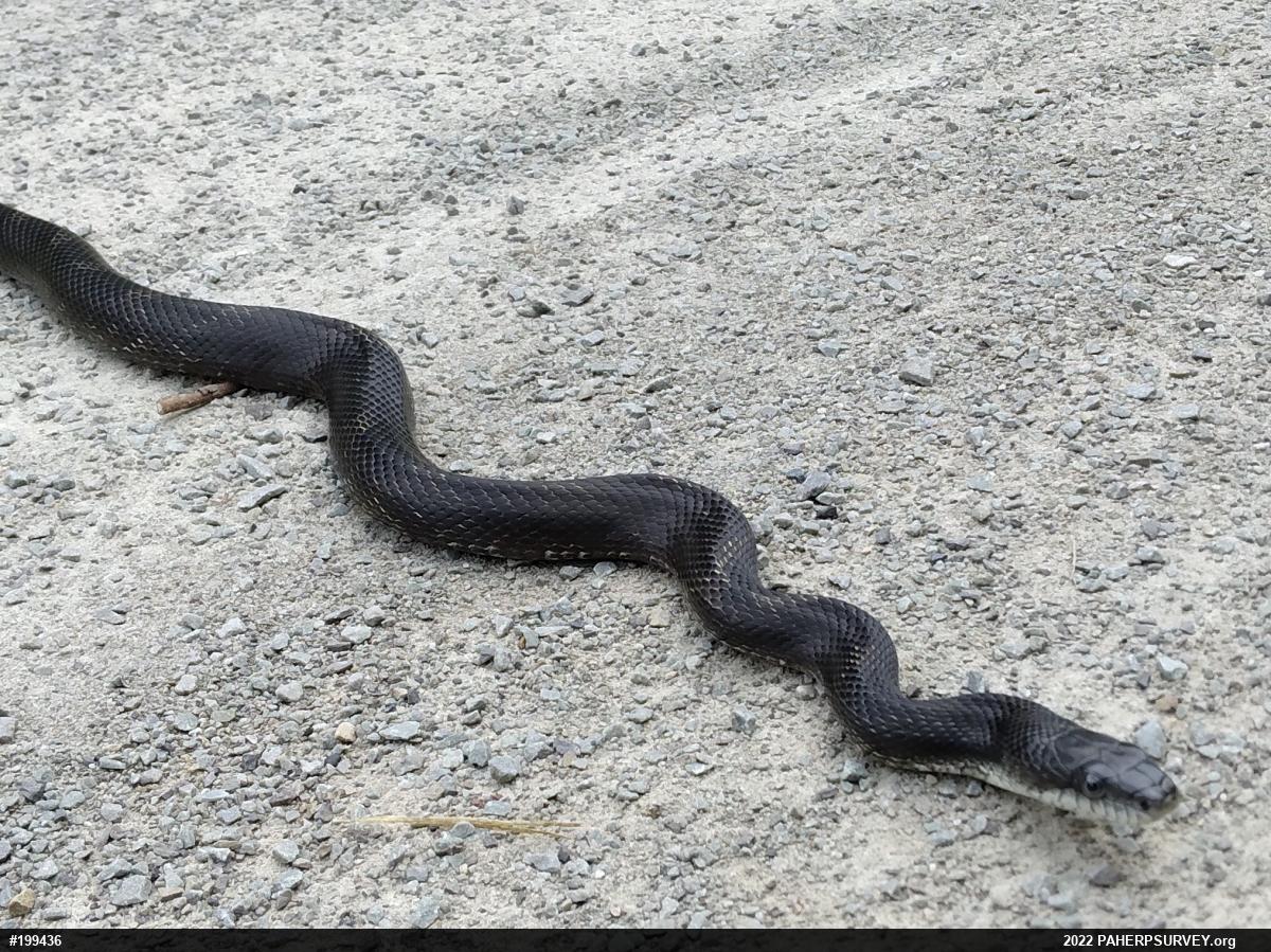 Eastern Ratsnake