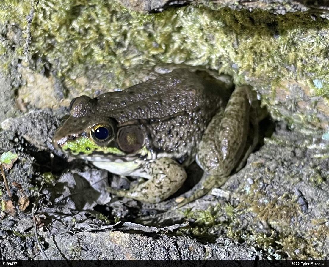 Green Frog