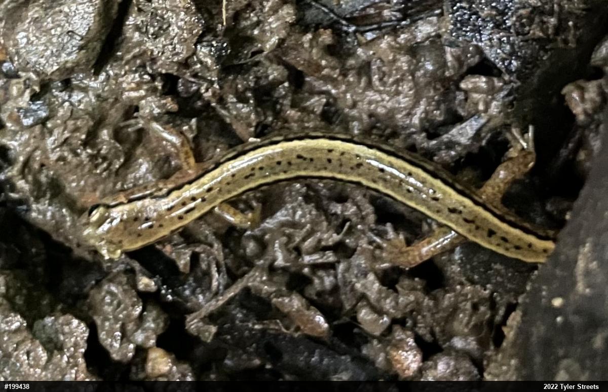 Northern Two-lined Salamander