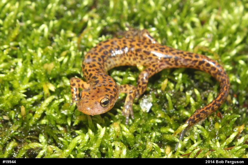 Eastern Long-tailed Salamander