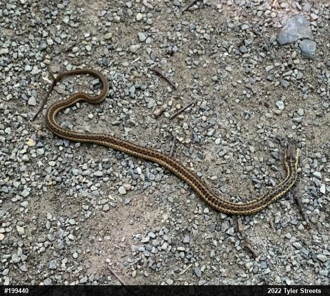 Eastern Gartersnake
