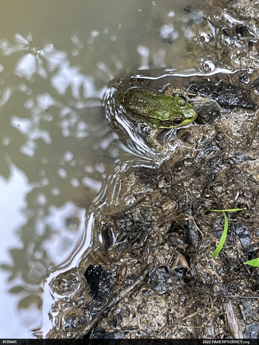 Green Frog