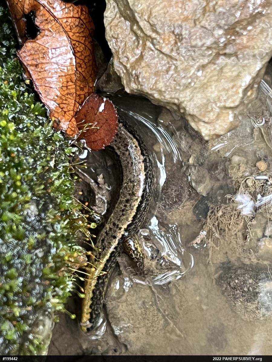 Northern Two-lined Salamander