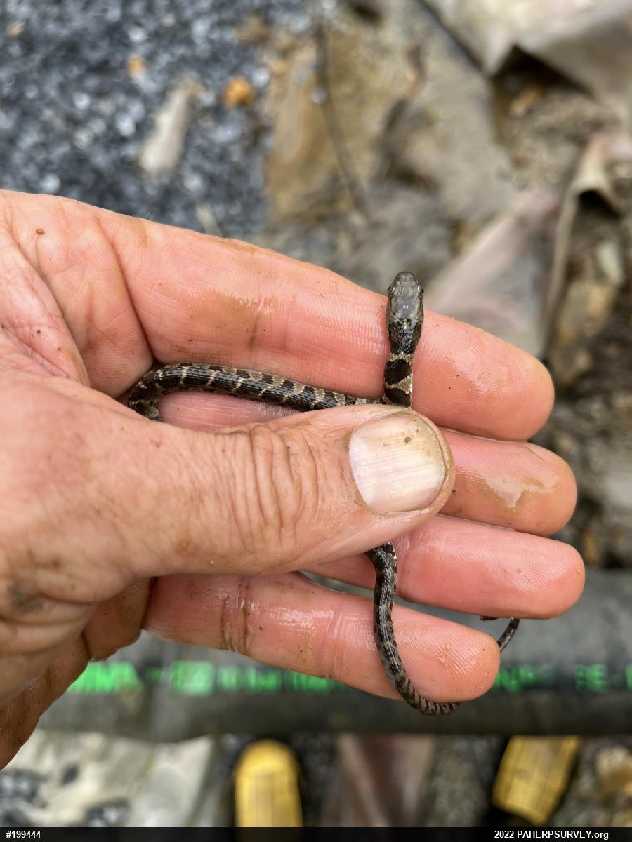 Northern Watersnake