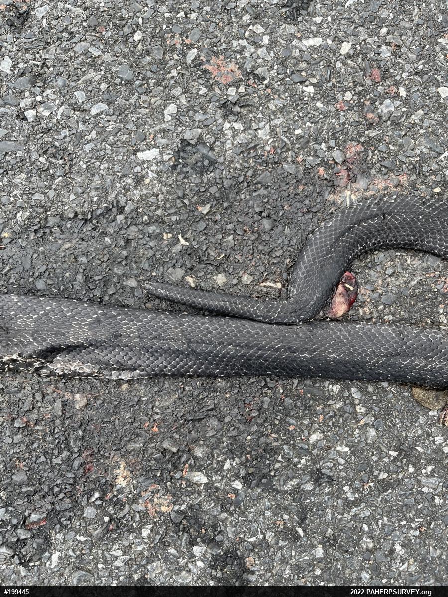 Eastern Ratsnake