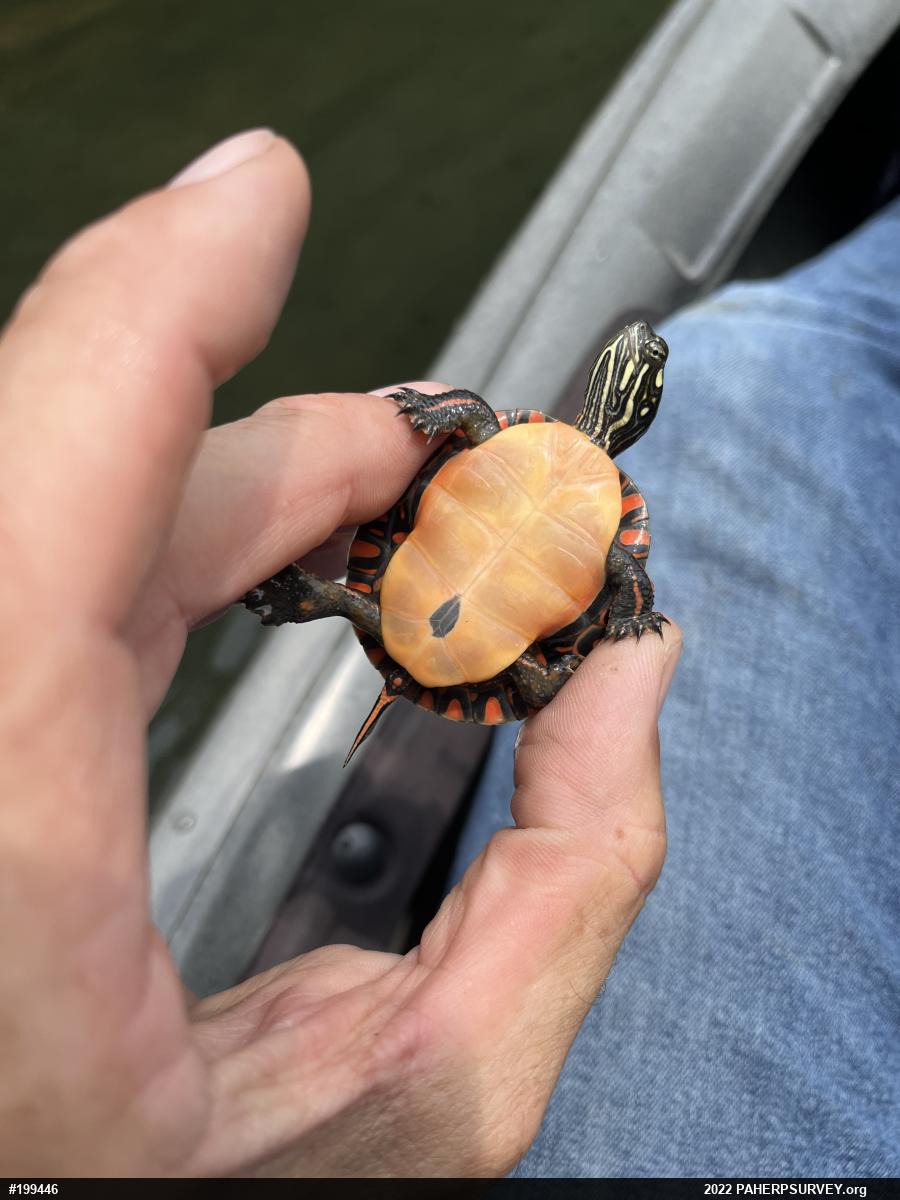 Painted Turtle