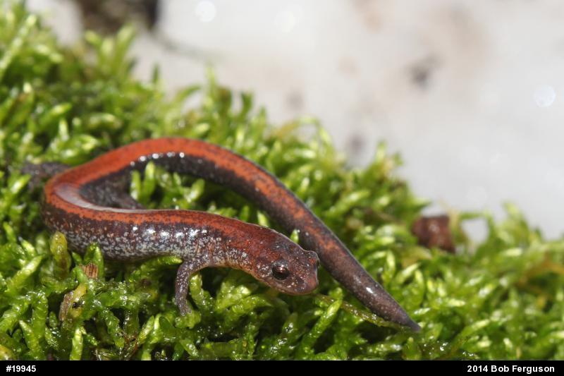 Eastern Red-backed  Salamander