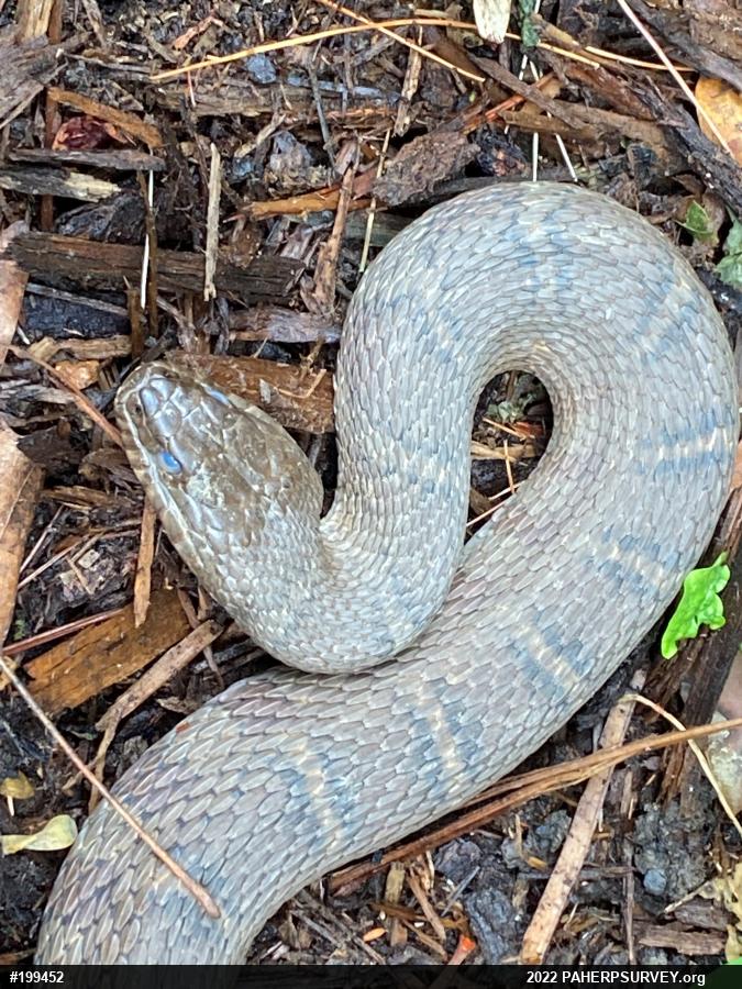 Northern Watersnake