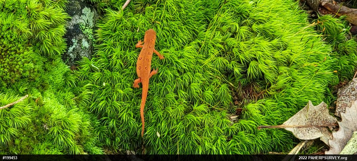 Red-spotted Newt