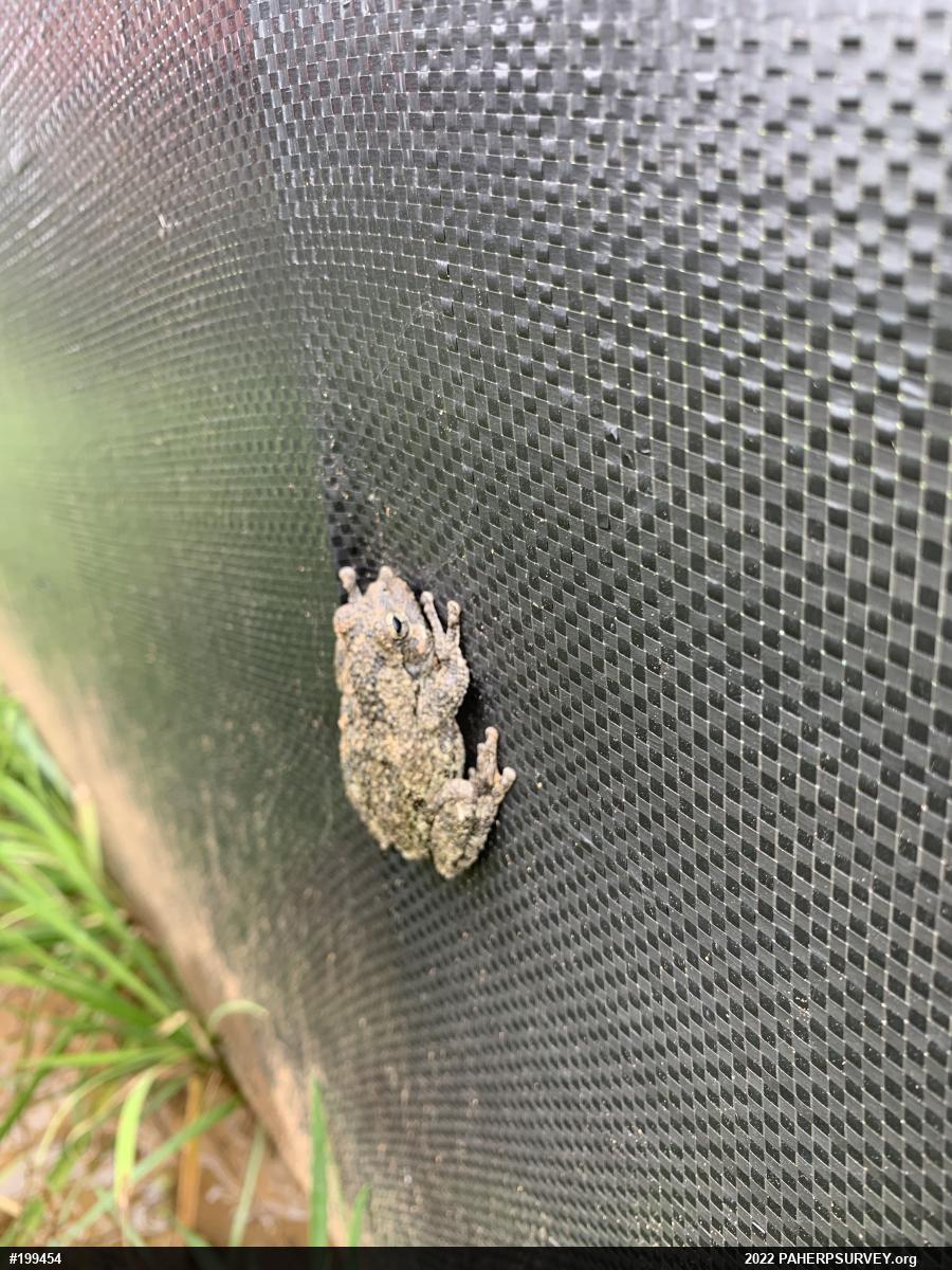 Unknown Gray Treefrog