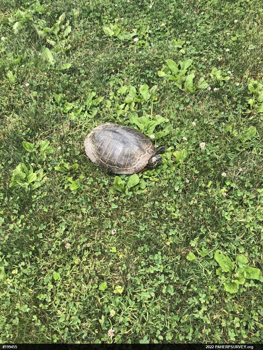 Red-eared Slider